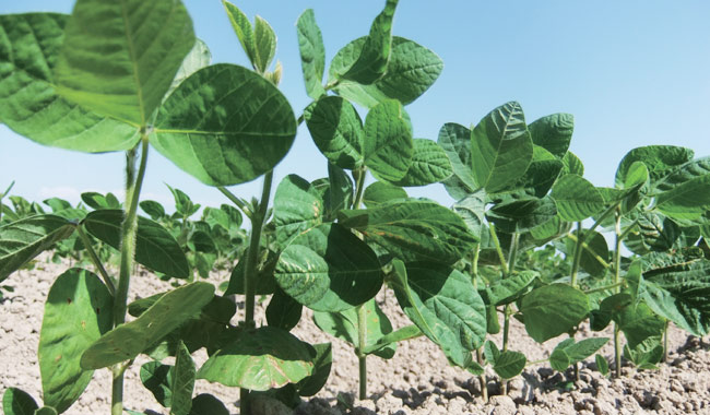 特集1 大豆 3 ：農林水産省