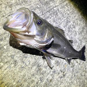 単車・ BAJAらすたひたすら - 楽天ブログ