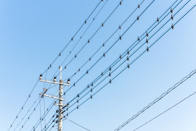 鳥のフンにもう悩まない！電線の鳥害対策徹底解説 無料ゆるみみハウス