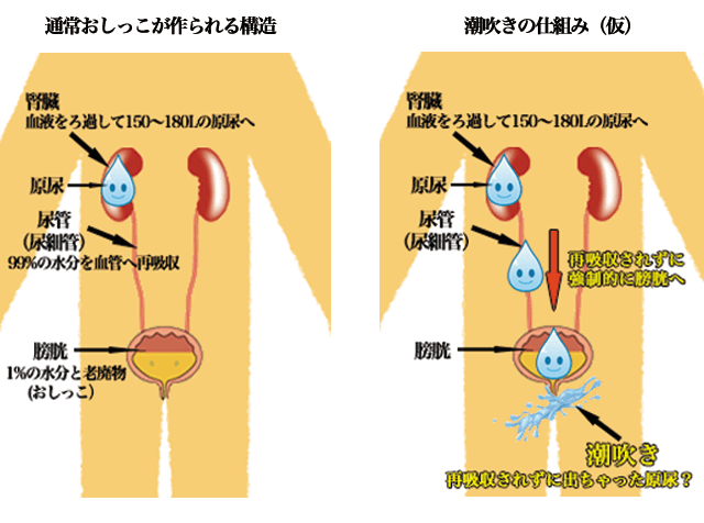 成功事例から学ぶ】男の潮吹きのやり方やコツとは？体験談をもとに解説｜駅ちか！風俗雑記帳