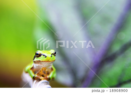 前足を合せてお祈りしているようなカエルの写真素材 [18908900] - PIXTA