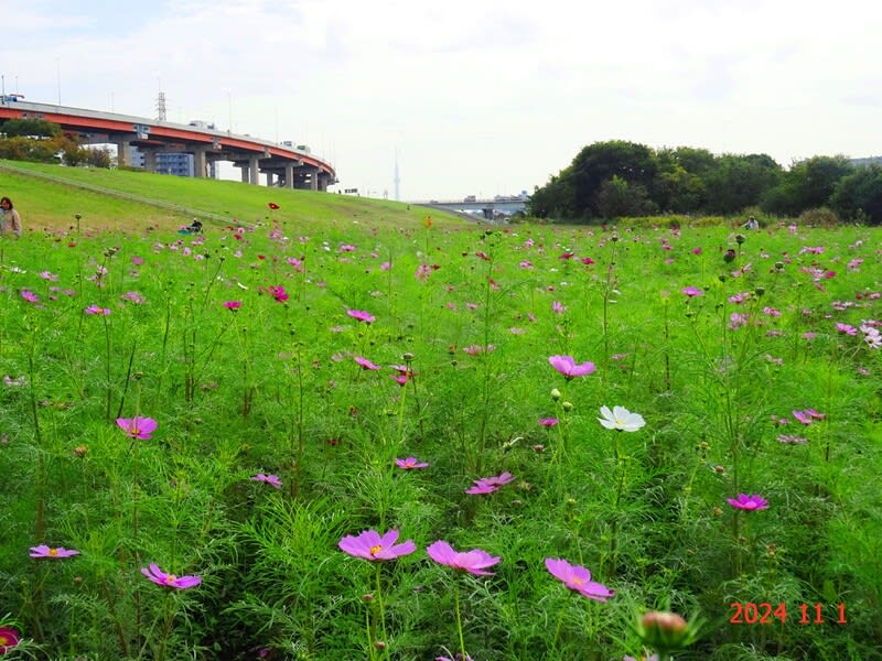 秋 青空 コスモス 狭山市上奥富の写真素材 -