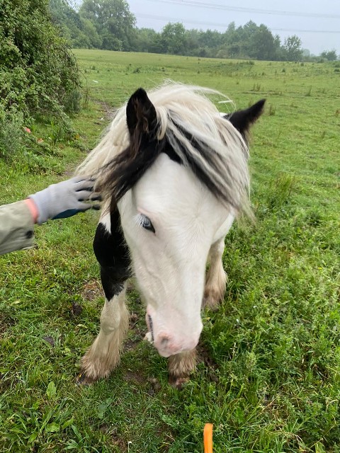 青い松ぼっくり 5kg 採れたてです。 青い松ぼっくりのシロップ - 暇の向こう側 ～ジプシ