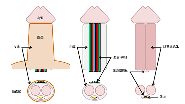 ヤリチンが解説】本当は気持ち良いペニスの反り！角度次第でGスポットに当たりまくり！ | Trip-Partner[トリップパートナー]