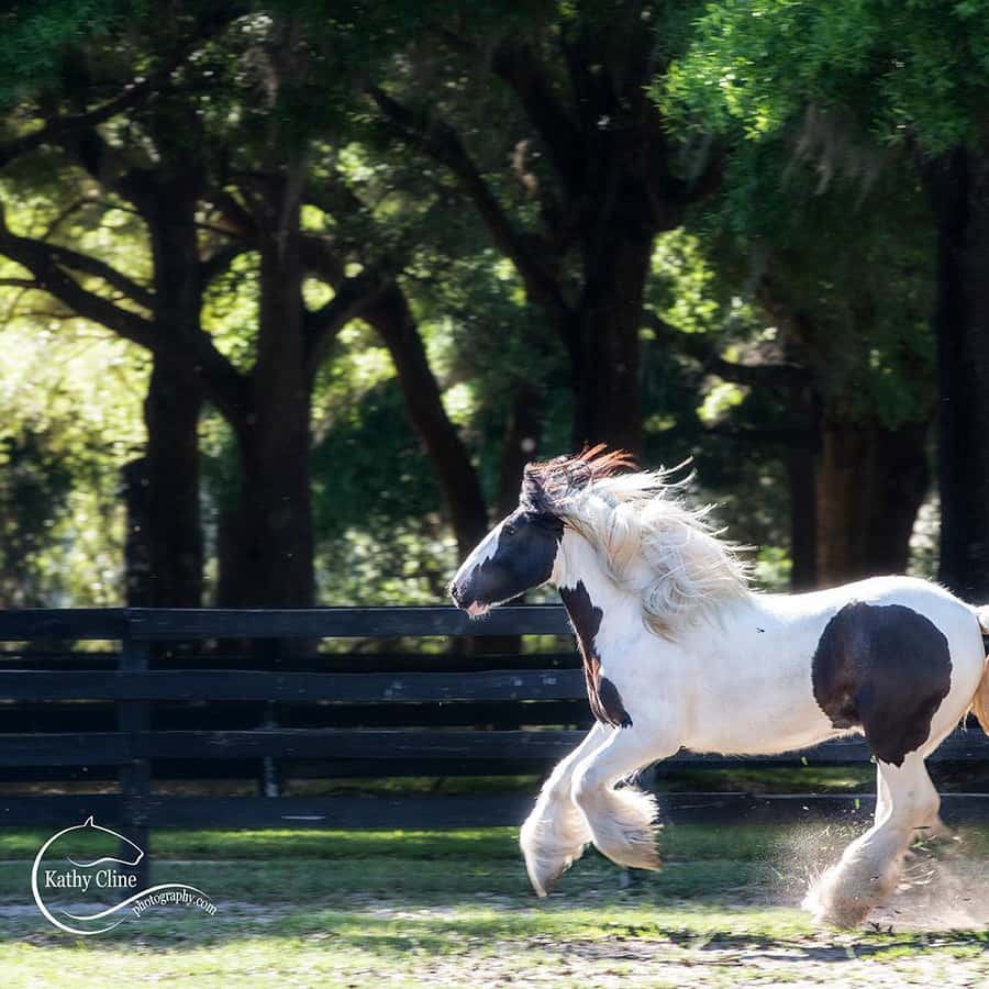 ジプシーバナーホースの魅力とタテガミの進化 - 暇の向こう側 ～ジプシーバナーホースのいる暮らし～