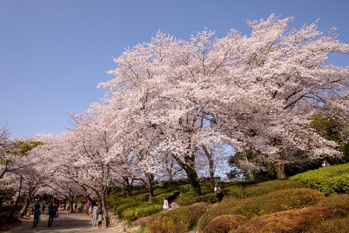 山のフォトギャラリー・灘丸山公園の桜