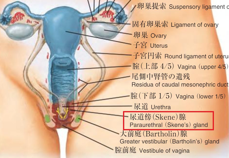 スキーン腺 - Wikipedia