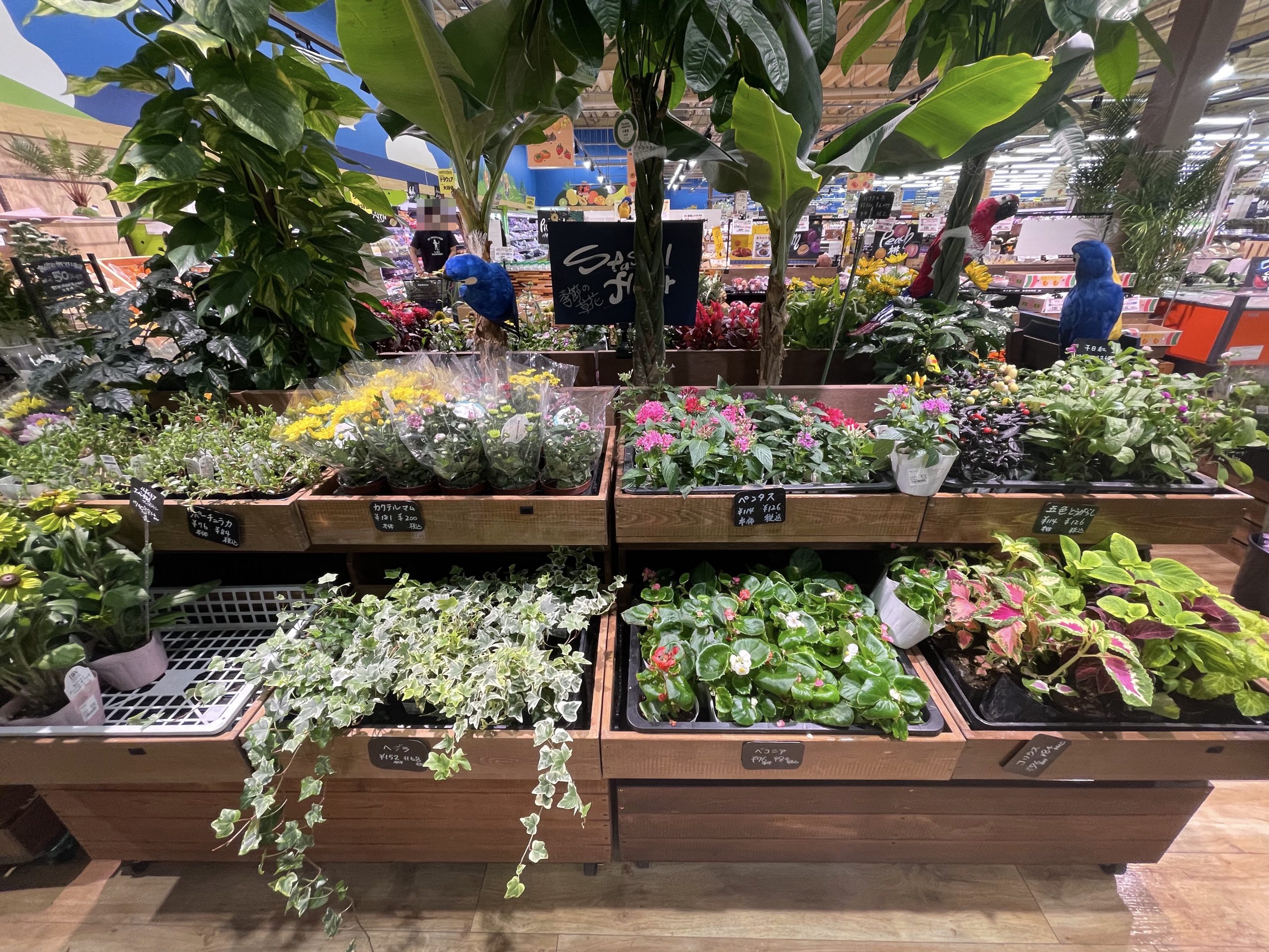 ビッグハウス 佐倉寺崎店 店内紹介 圧倒的スケールで生鮮食品が充実の売り場をご紹介！教えて！ねころっけスーパーマーケットタイヨー・ ビッグハウス