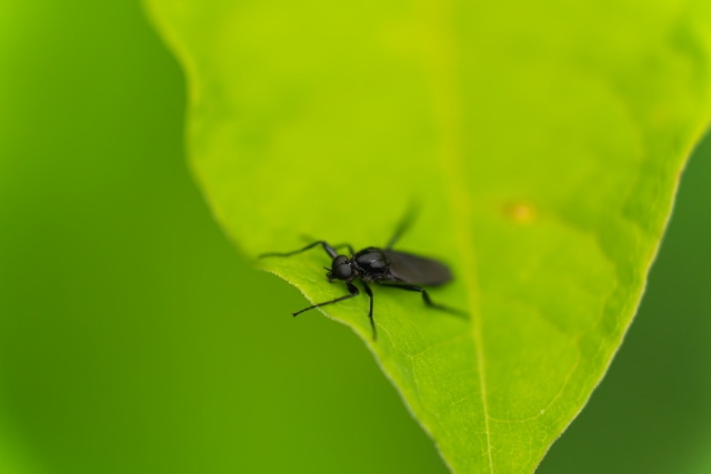 ゴキブリの長い触角を切るとどうなる？床に落ちてる＆ない理由を徹底解説 -ゴキブリ学園 ときめけ害虫研究部害虫ときめき女子の秘密ノート