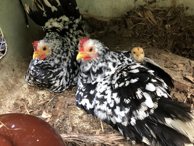 碁石チャボ ゴイシチャボの販売一覧 千葉県・栃木県・神奈川県・埼玉県のペットショップ