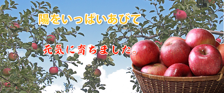 ゆずショコラ&はまぐりもなかくっきーいろいろ&人気タルト15個セット【気仙沼スイーツ】 -  気仙沼を感じる“とっておきのお菓子”通販サイト【コヤマ菓子店】