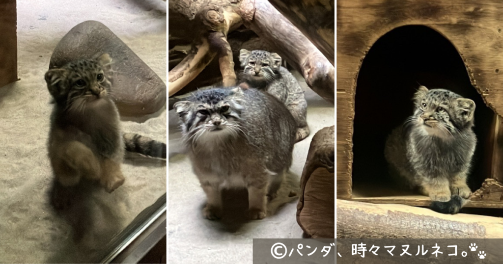 東京のジャパリパーク！5月の上野動物園にタダで遊びにいってきた | TEAM