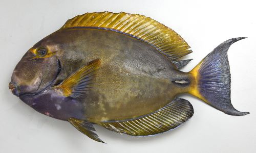 竿をへし折るマギートカジャー@Jn6u8anaiqXm080X