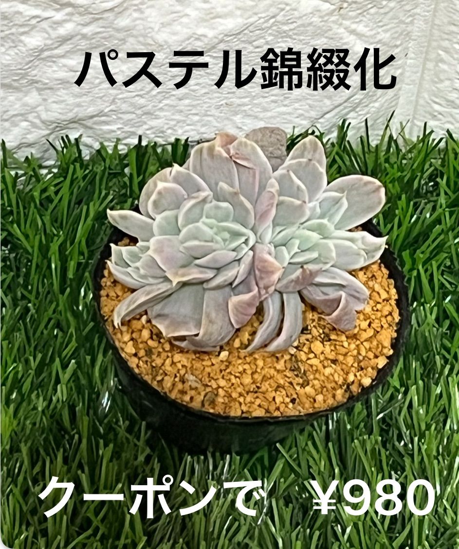 多肉植物 クラッスラ 姫星錦（パステル）