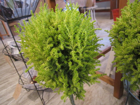 海外8月6日発売予定 ナイキ サブリナ 2 GS ”ゴールド クエスト”FQ7377-001- スニーカーウォーズ