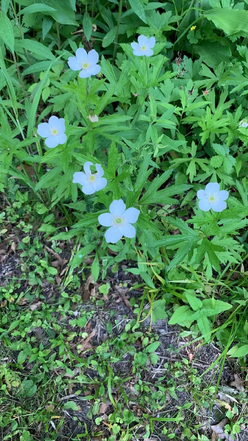 アネモネの色別の花言葉】怖いといわれる理由・由来とは？ | 胡蝶蘭・スタンド花のプレミアガーデン