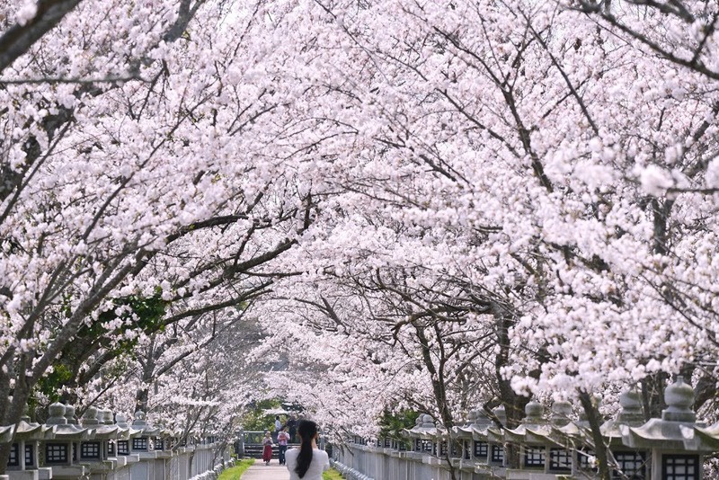 さくら名所100選】岩手・高松公園 | nippon.com