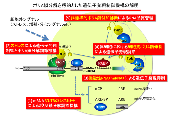 核の機能・タンパク質の合成細胞の構造と機能 3看護roo! カンゴルー