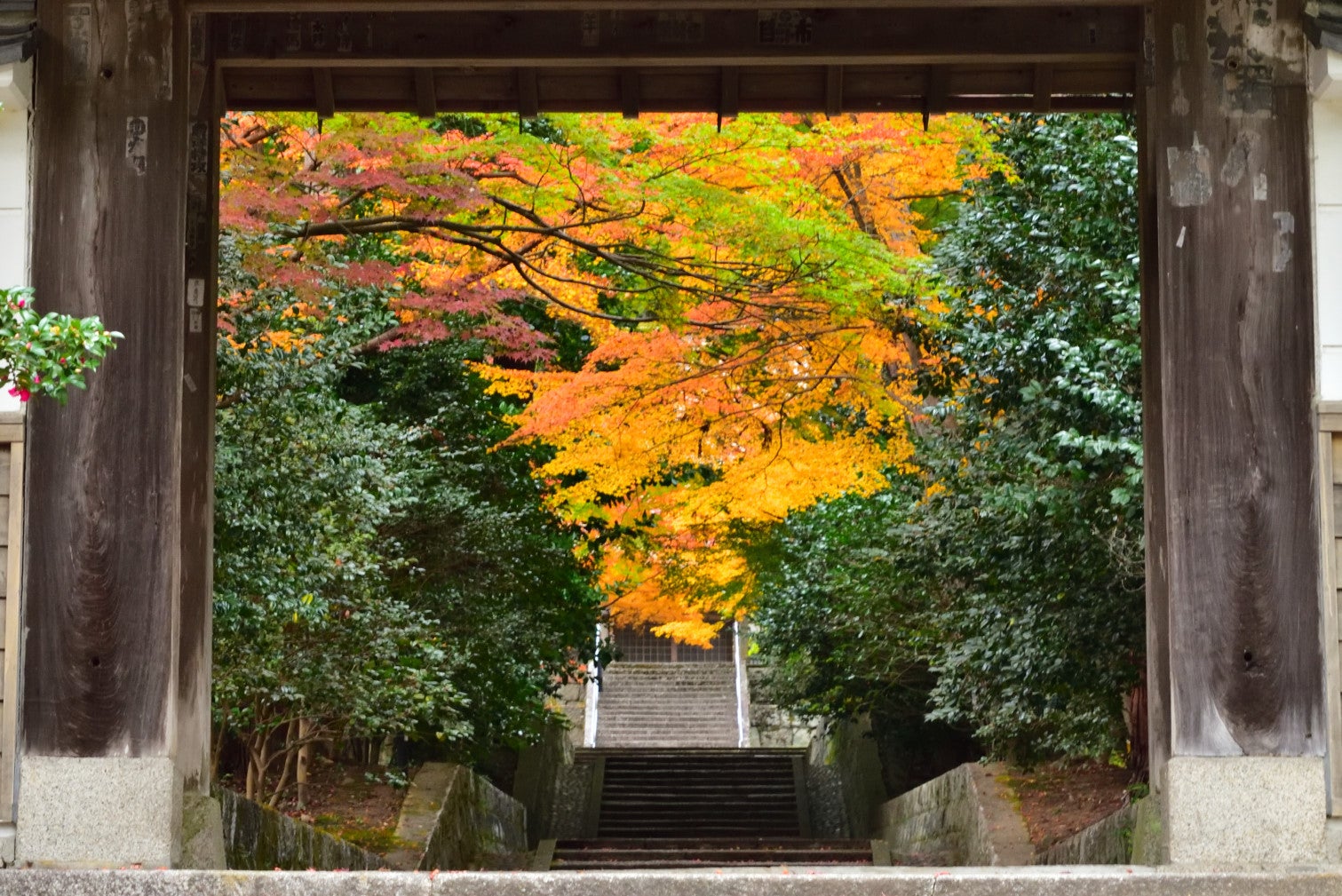 雲興寺の早朝紅葉自己満写