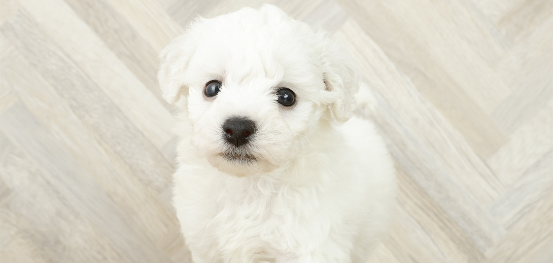 ビションフリーゼの子犬を探すブリーダーナビ