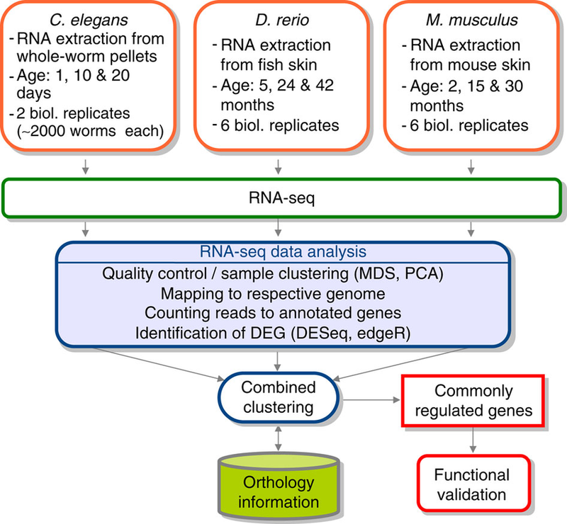 スキームとは？ ビジネス的な意味、使い方、スキーム図 - カオナビ人事用語集