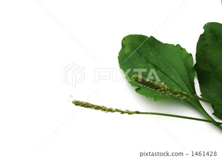 車前子 しゃぜんし ・漢方医による生薬解説５６漢方.jp