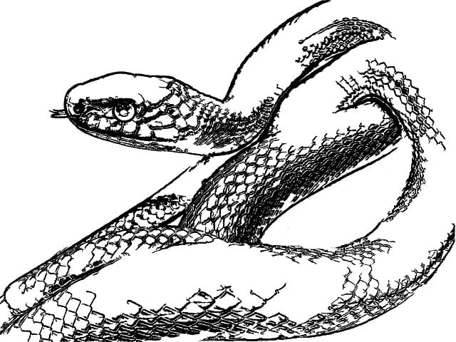 加藤清正の家紋 イラスト素材7436772- フォトライブラリ