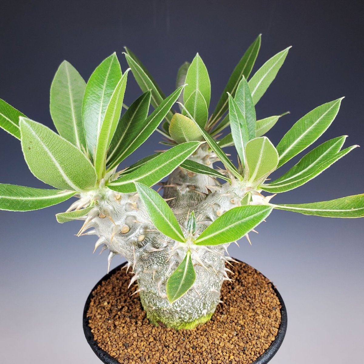 パキポディウム 伊藤ハイブリッド＃01BIZARRE GREEN