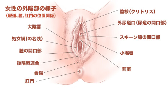 オナニーのやり方【女性編】｜コツは3つの性感帯の探し方と刺激方法にある | 風俗部