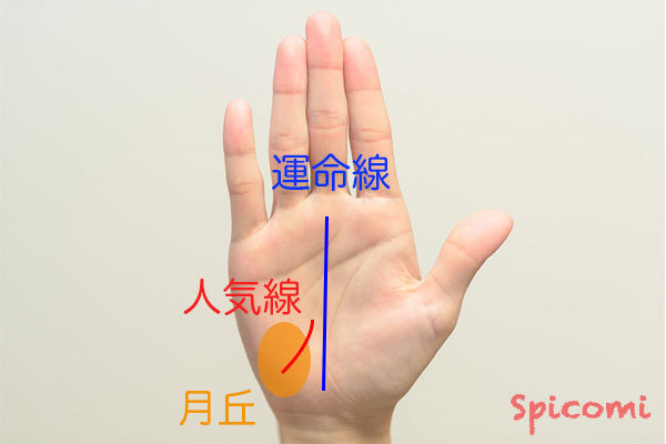 手相、手相占い。太陽線、人気線は何処にあるのか？？ラッキーな太陽線、人気線をお伝えします。マルコの占い館