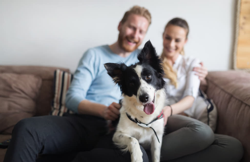 犬が飼い主さんの上に乗る心理とは 乗る場所ごとに気持ちを読み解く｜いぬのきもちWEB MAGAZINE