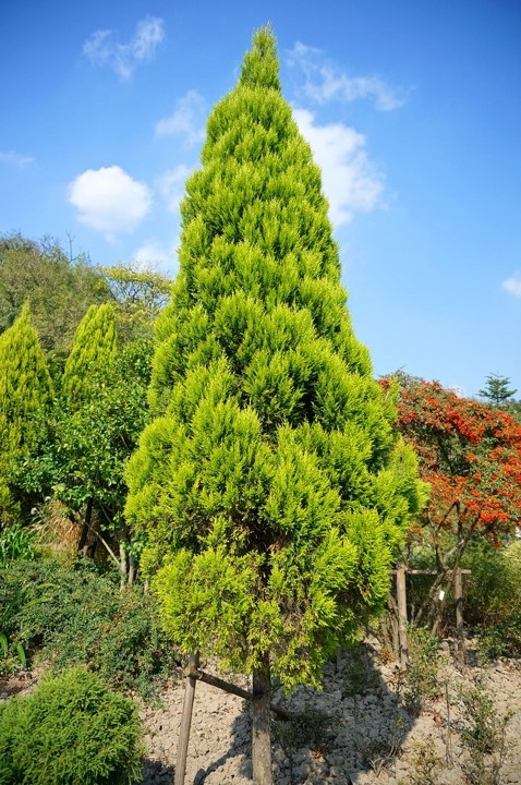 ☆ゴールドクエスト h50cm 11鉢セット