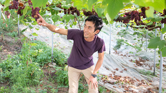 岩間家のぶどうについて岩間恵オフィシャルブログ Powered by Ameba