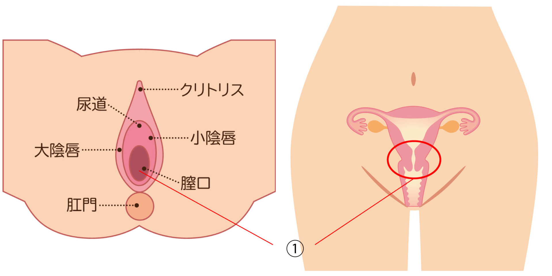 風俗嬢が感染しやすい性病(性感染症)とは？ヘルペス、クラミジアなど対策方法をチェック！│ヒメヨミ【R-30】