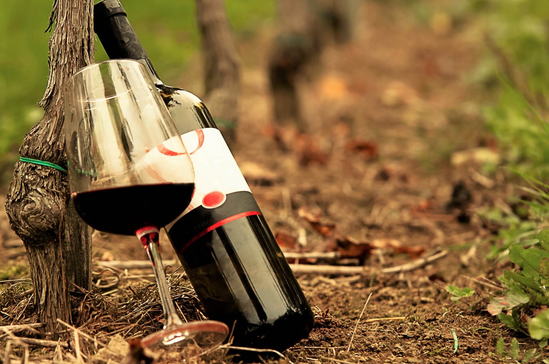 テロワールとはどんな意味？使い方は？ワインざんまいがわかりやすく解説！ - フードマニア Food Mania by 旭屋出版