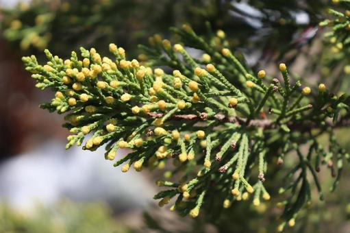 ゴールドクエストのおすすめ商品とおしゃれな実例RoomClip ルームクリップ