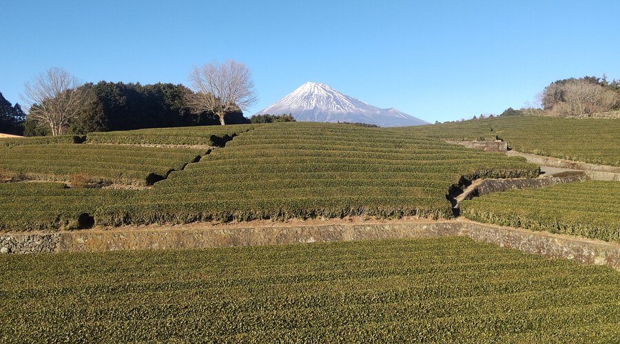 富士市 5月3日「大淵笹場 お茶まつり」が開催！昨年の様子も織り交ぜながらお知らせします！号外NET 富士市・富士宮市