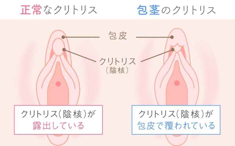 【プロが徹底解説】女性を最も簡単にイカせるクリトリス愛撫方法