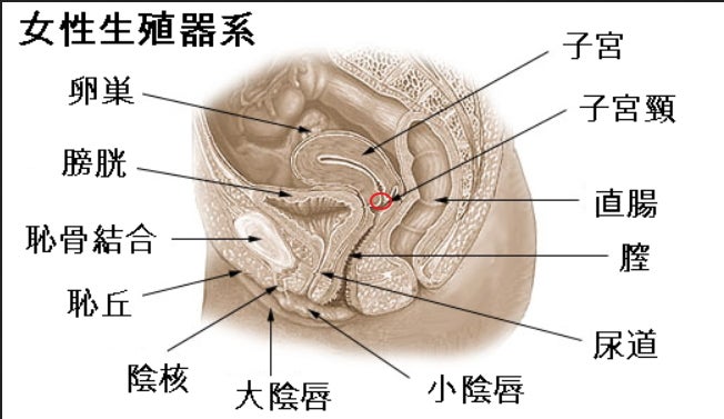 ポルチオ開発完全ガイド！手やあそこでの刺激方法・中逝きさせれる体位を教えます | Men's