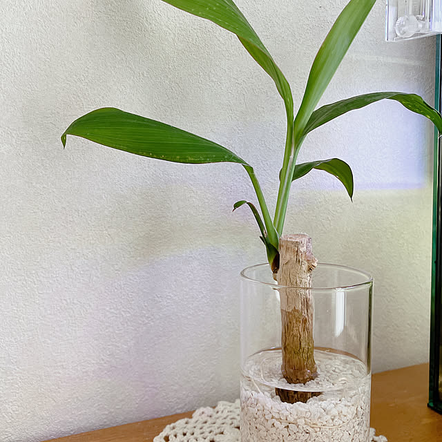 初心者でも簡単ダイソーの観葉植物をハイドロカルチャーに植え替えてみたじゃが畑の暮らし