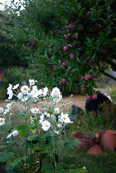 楽天市場 大きいサイズ ドライフラワー花・観葉植物 ：花・ガーデン・DIYの通販