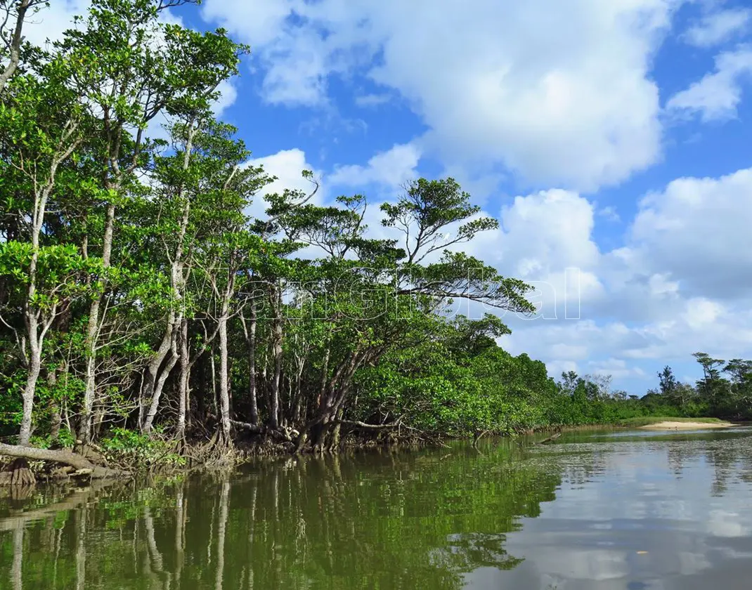 名蔵アンパルの写真素材 - PIXTA