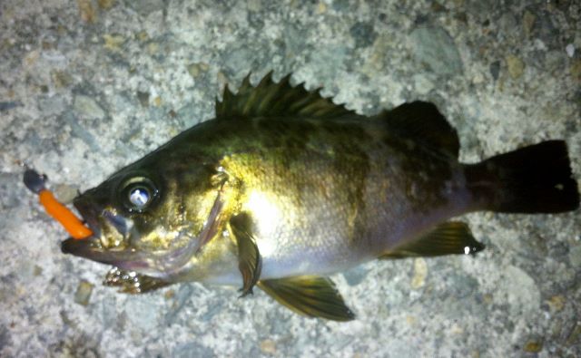 らすたひたすら - 楽天ブログ