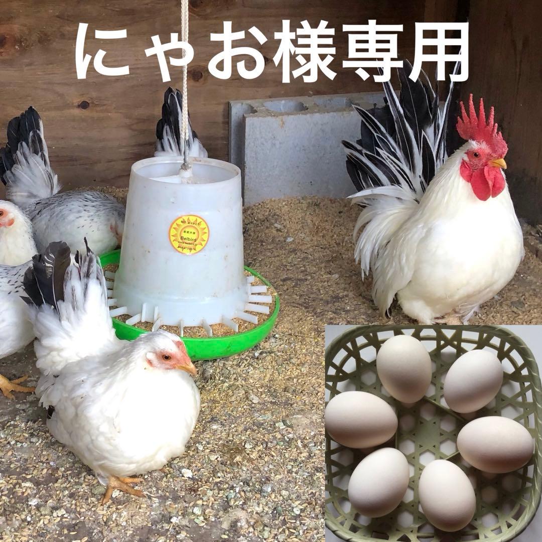 碁石チャボのお母さんと名古屋コーチンのヒヨコ : チルチルCafe＆野遊び