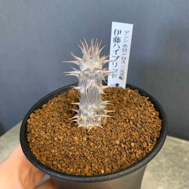 パキポディウム 伊藤ハイブリッドPachypodium 'Itoh Hybrid'1