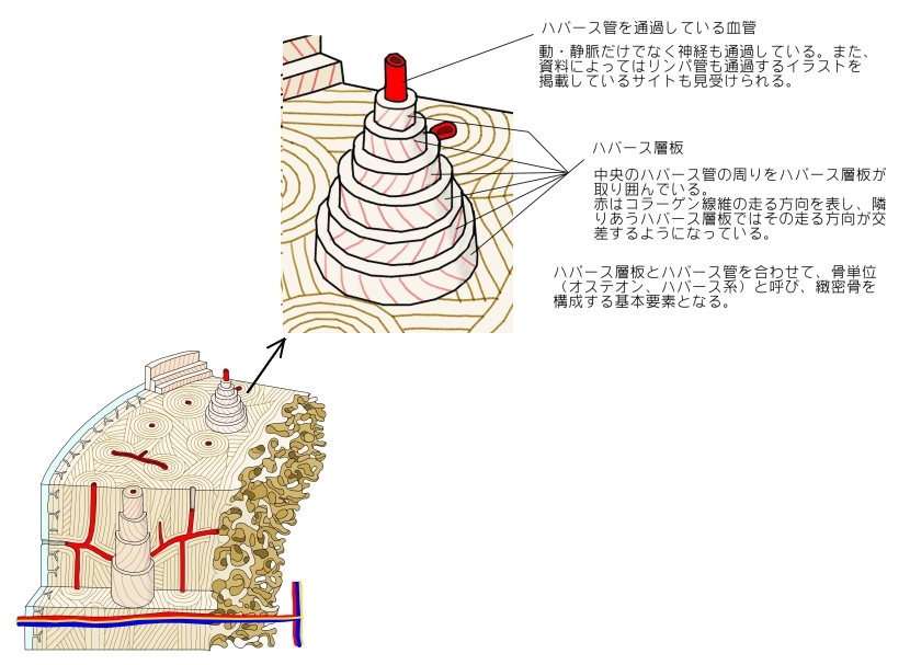 骨の組織構造骨の長軸に沿うハバース管を中心に同心円状に骨組織が形成されていきます。これをハバース層板といい、ハバース管とハバース層板を合わせてオステオン 骨単位 といいます。学びを止めない！ zoom解剖学オンライン講座https:www.anatomy.tokyo