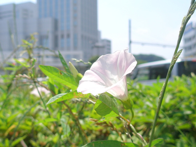 台湾朝顔(モミジヒルガオ)薄紫色の可憐な花だが生態系被害防止外来種 : 好吃 好酒 好台湾！