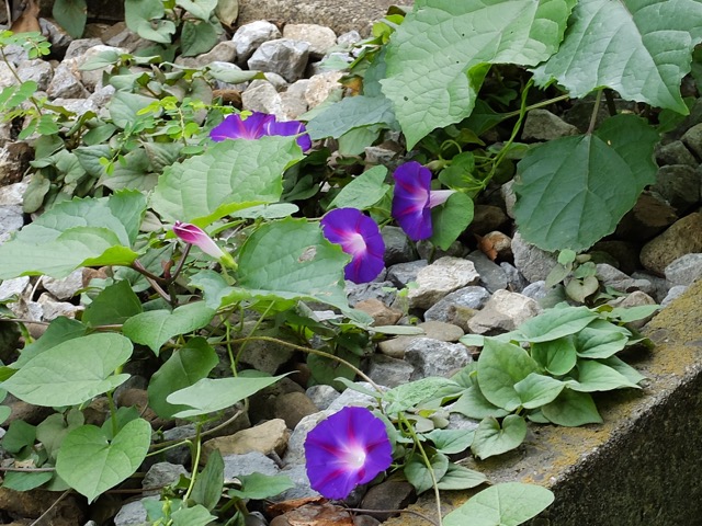 マルバアメリカアサガオ Ipomoea hederacea