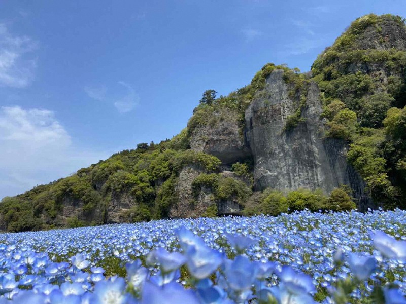 山旅ノート | 一度は行ってみたい花の名所✿