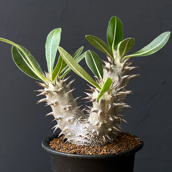 パキポディウム・伊藤ハイブリッド 成長記録🍀GreenSnap グリーンスナップ